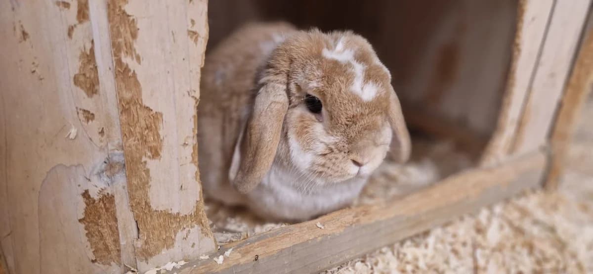 Elmo, Mixed Breed (Dierenopvang Hengelo)