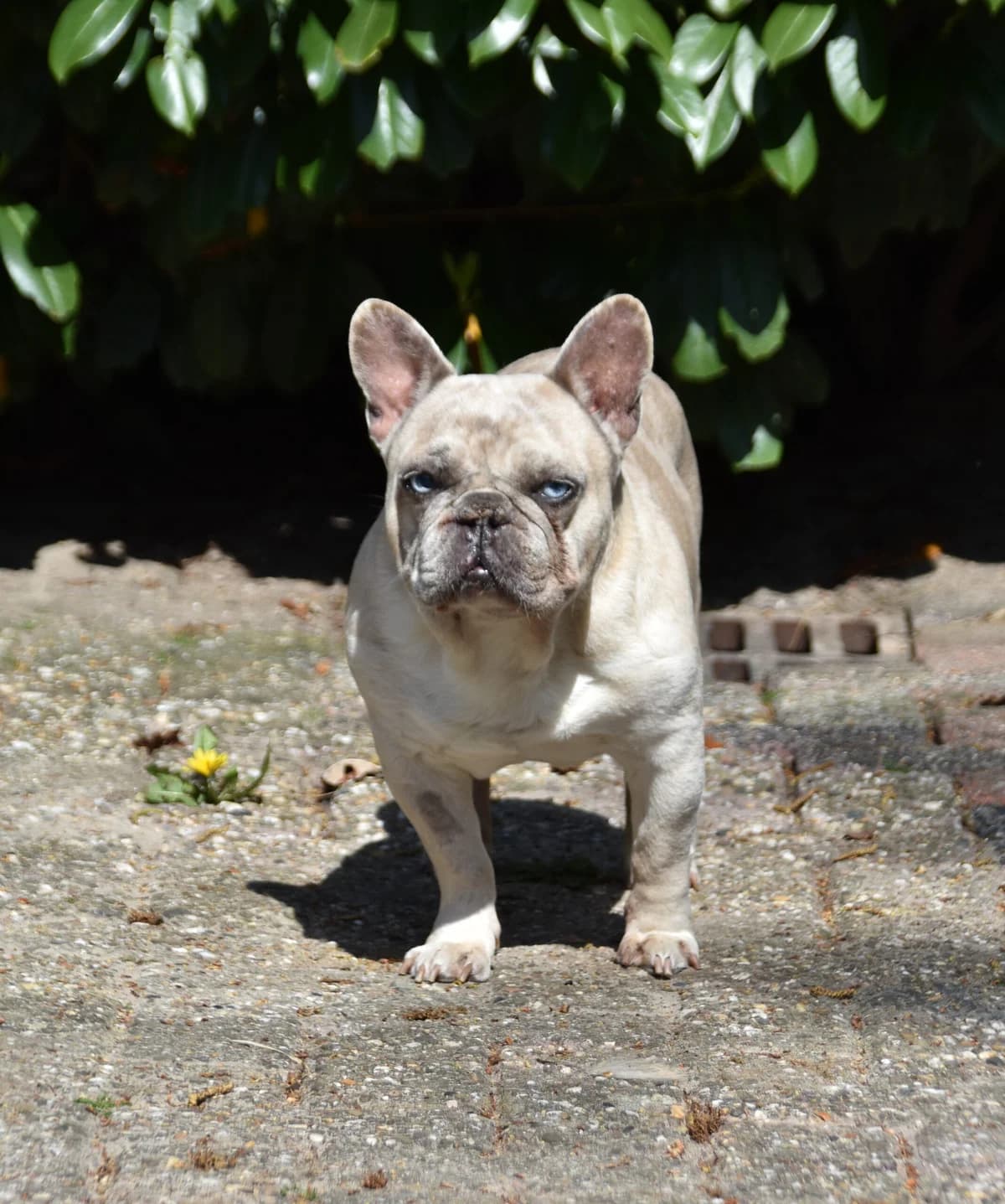 Dodo,  7yo English Bulldog for adoption at Dierenopvang Koningen, Netherlands