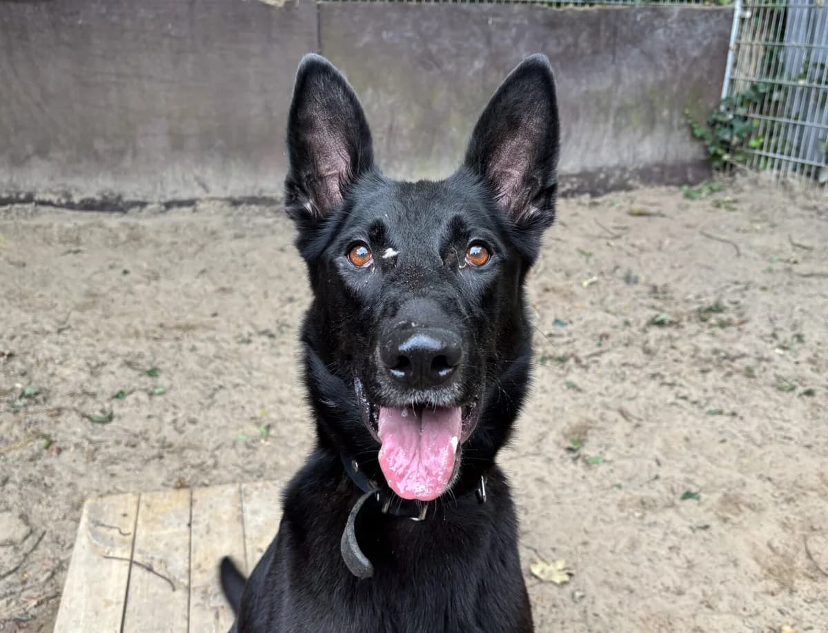 Blue, female 6yo mixed breed for adoption at Dierentehuis