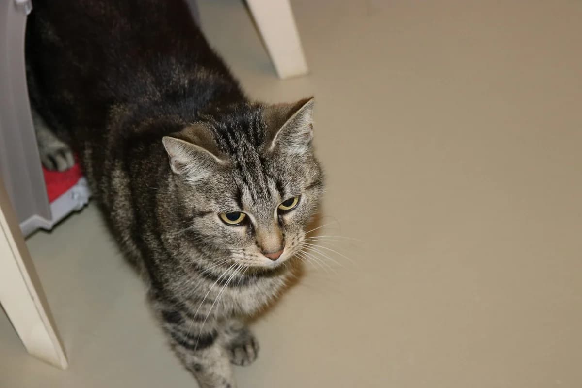 Illy, female 3yo Mixed Breed for adoption at Dierentehuis 