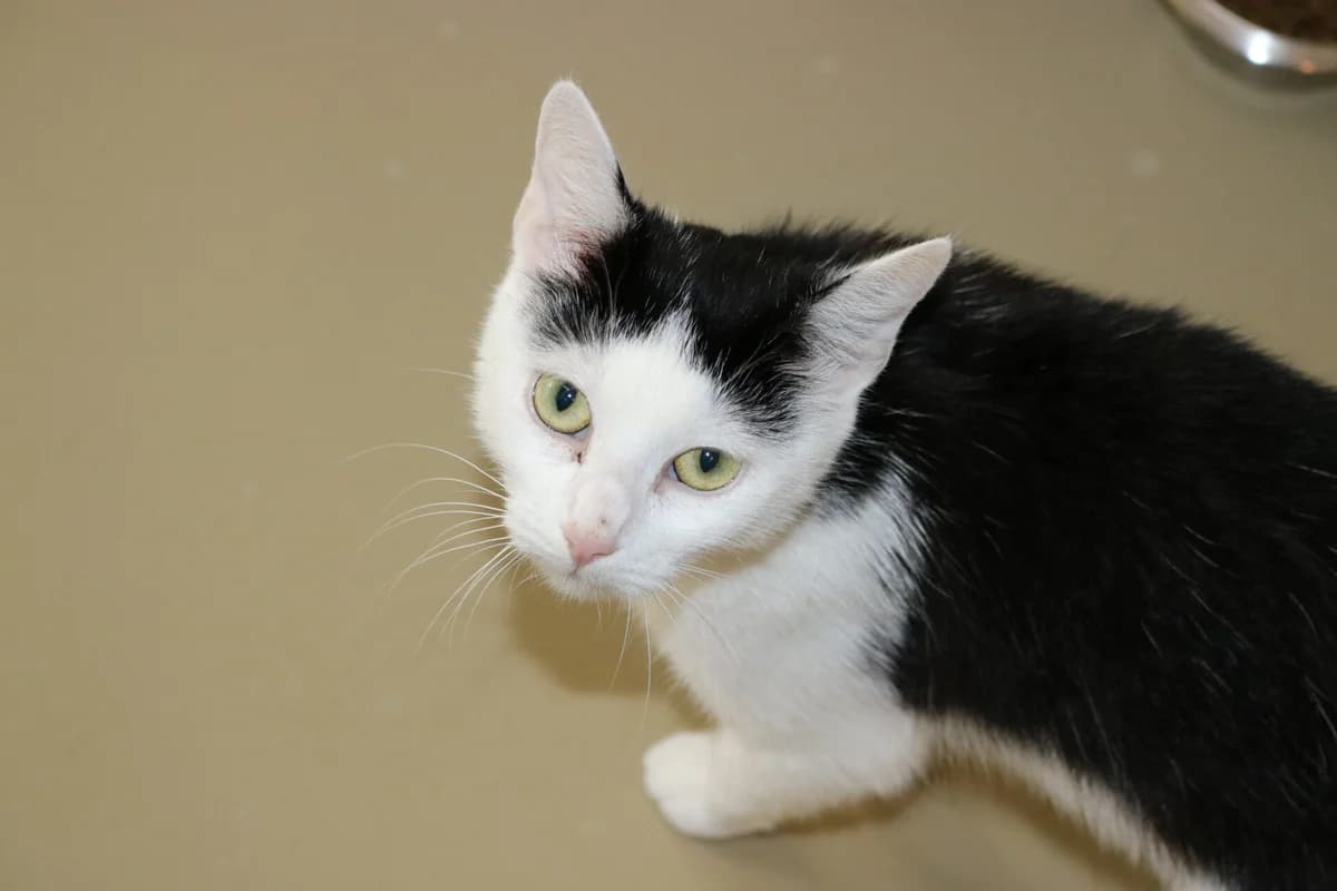 Mami, female Mixed Breed for adoption at Dierentehuis 