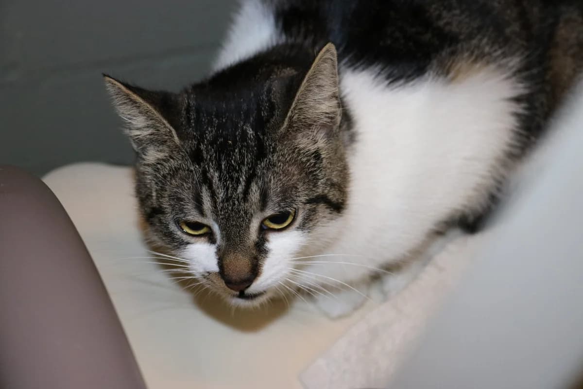 Nina, Mixed Breed (Dierentehuis )