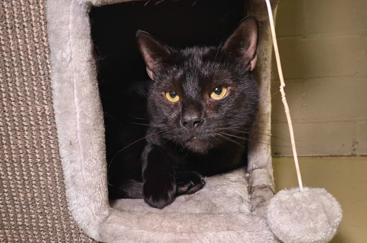 Oz, male Mixed Breed for adoption at Dierentehuis 