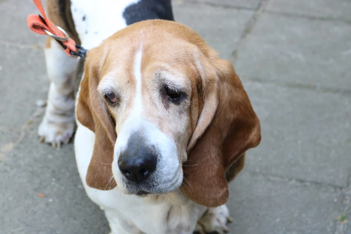 Puk, female senior Basset Hound for adoption at Dierentehuis 