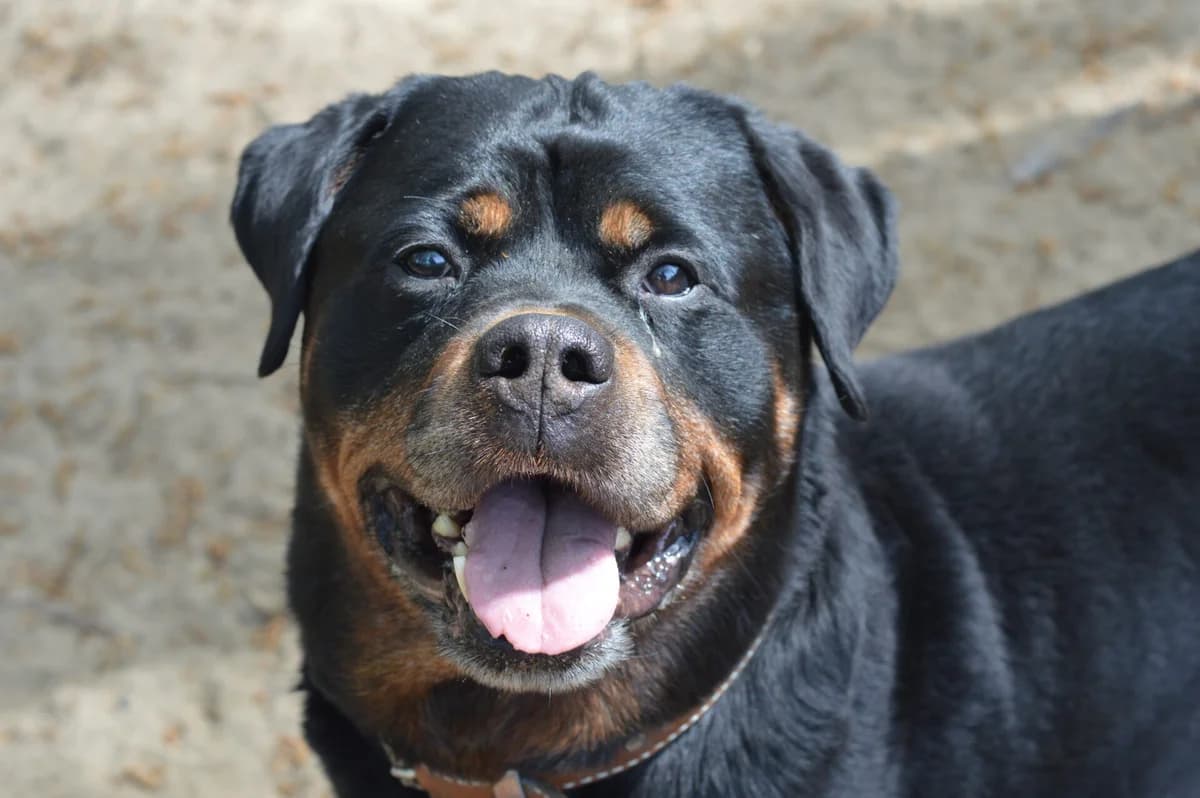 Reba, male senior Rottweiler for adoption at Dierentehuis 