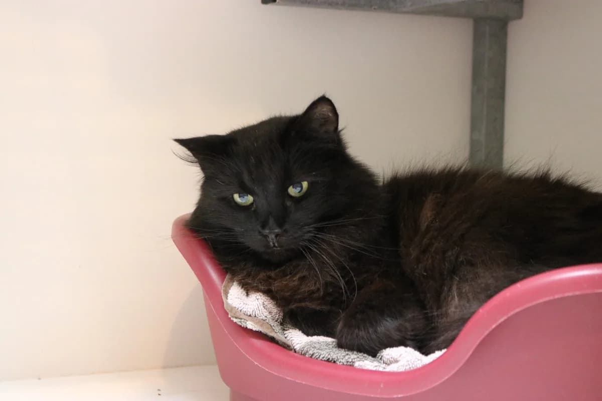 Scar, male Mixed Breed for adoption at Dierentehuis 