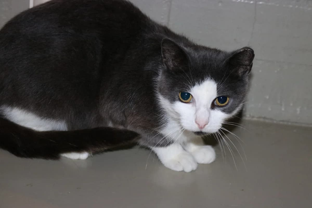 Zen, grijs female 4yo Mixed Breed for adoption at Dierentehuis