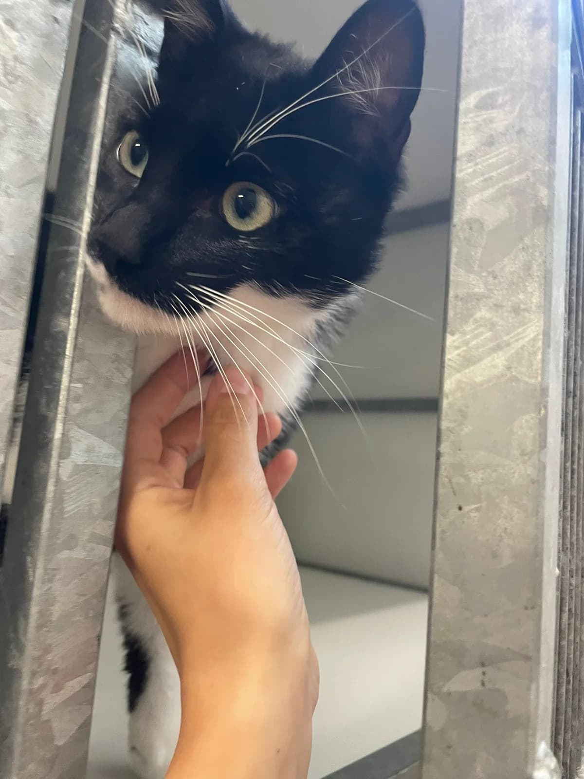 Arthur, male puppy European Shorthair for adoption at Dierentehuis Zeist, AA Austerlitz