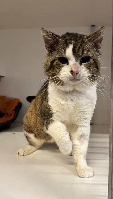 Ashour, male 5yo European Shorthair for adoption at Dierentehuis Zeist, AA Austerlitz