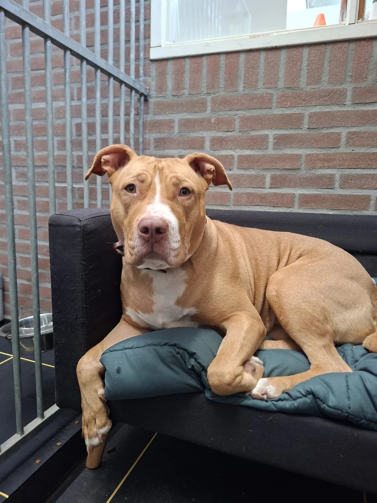 Bailey, goud female young mixed breed for adoption at Dierentehuis Zeist, AA Austerlitz