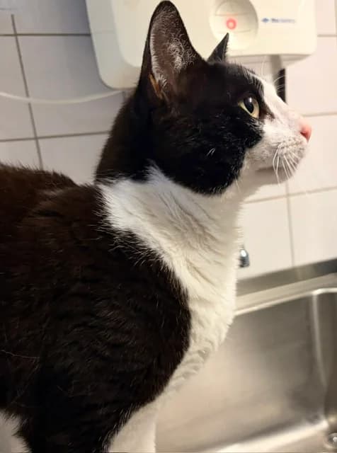 Bart, male 3yo European Shorthair for adoption at Dierentehuis Zeist, AA Austerlitz