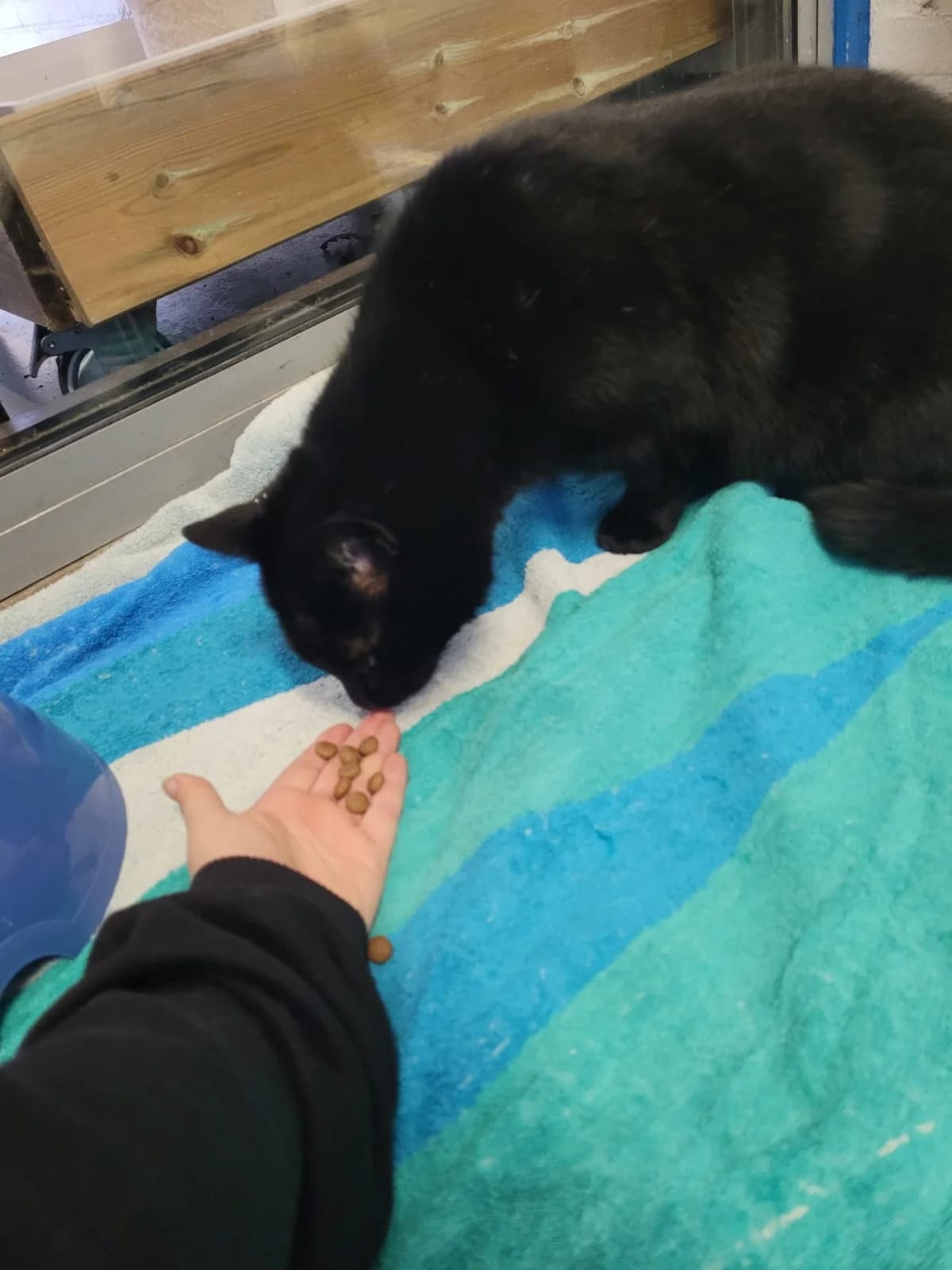 Beer is geadopteerd, male mixed breed for adoption at Dierentehuis Zeist