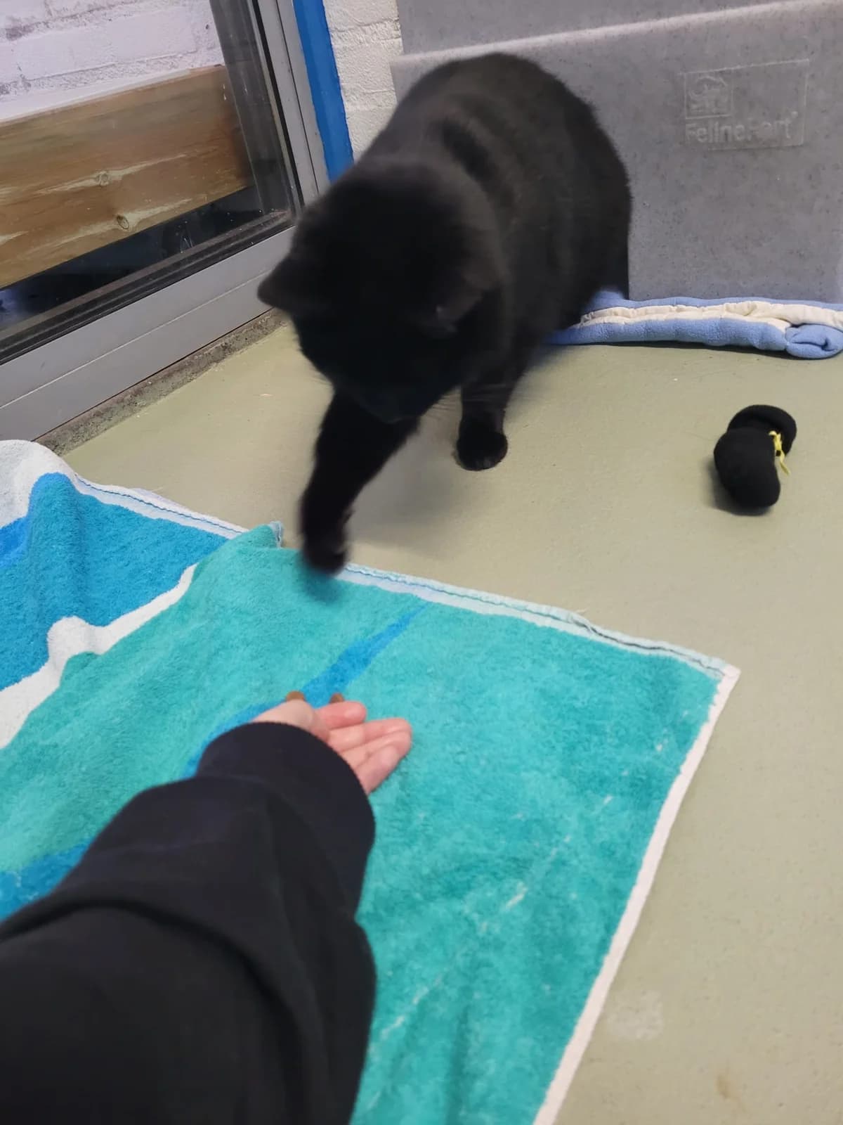 Beer is geadopteerd, male mixed breed for adoption at Dierentehuis Zeist — photo 2 of 2