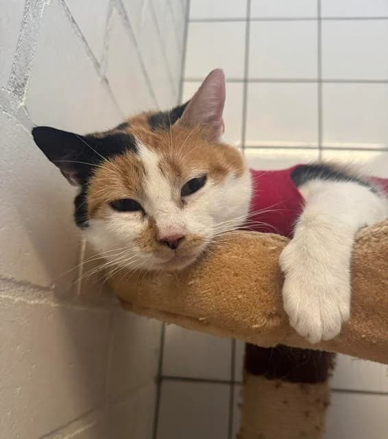 Bettie, female 6yo European Shorthair for adoption at Dierentehuis Zeist, AA Austerlitz