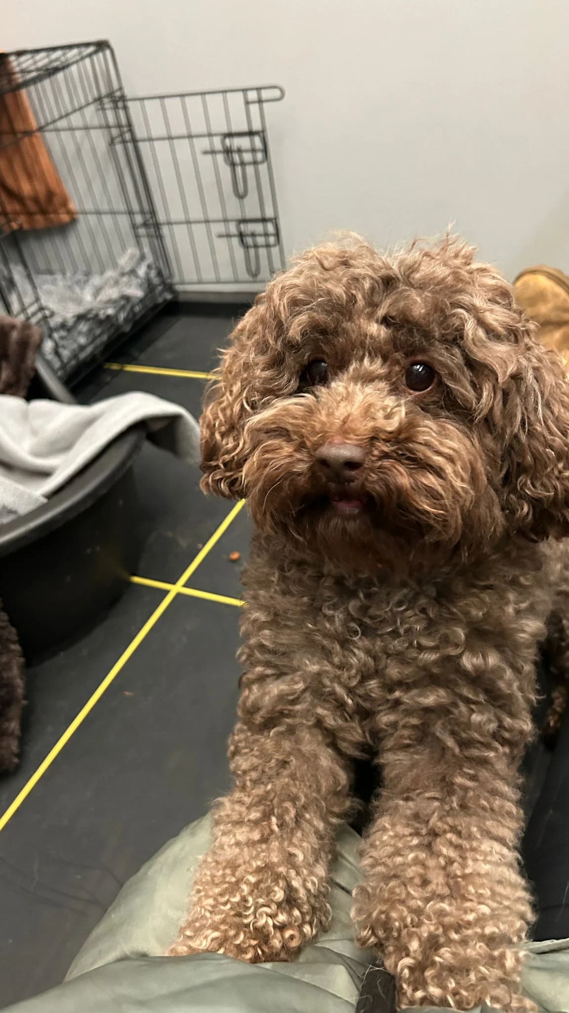 Boris, male mixed breed for adoption at Dierentehuis Zeist