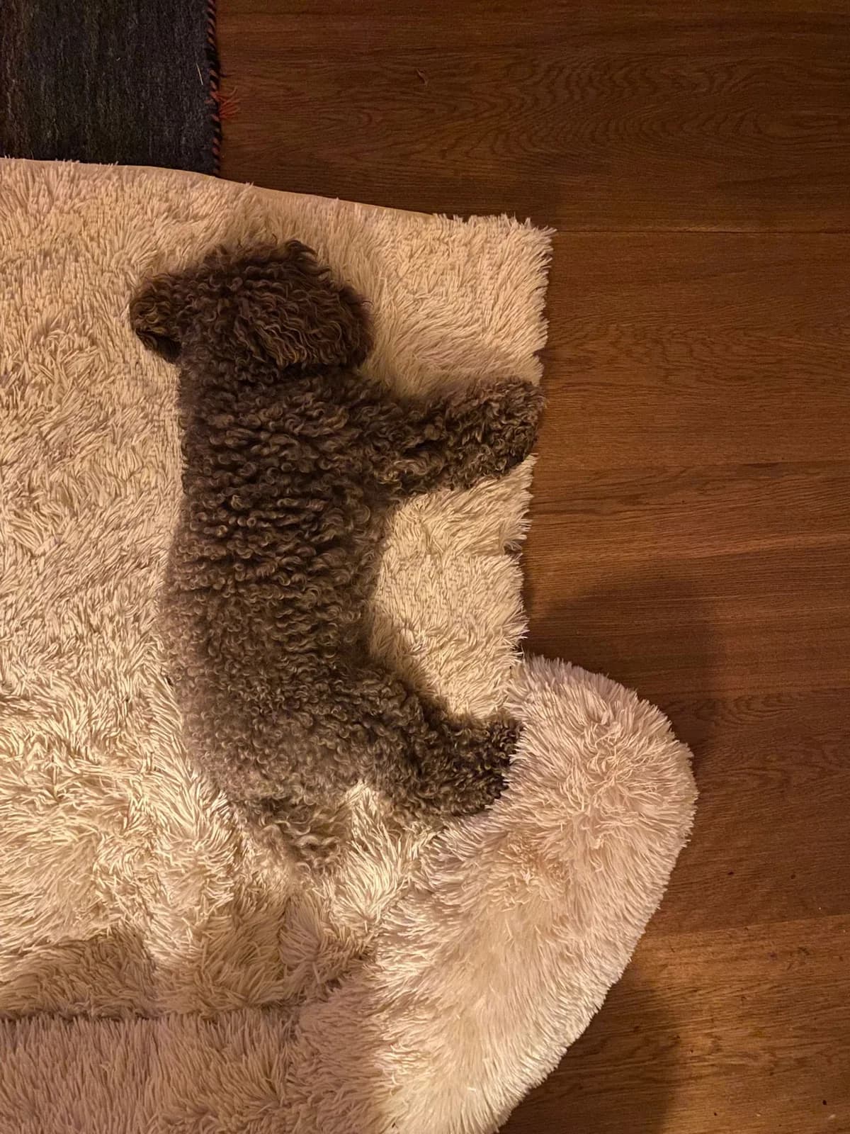 Boris, male mixed breed for adoption at Dierentehuis Zeist — photo 2 of 4