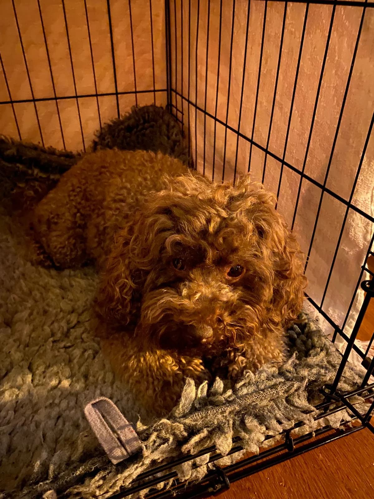 Boris, male mixed breed for adoption at Dierentehuis Zeist — photo 3 of 4