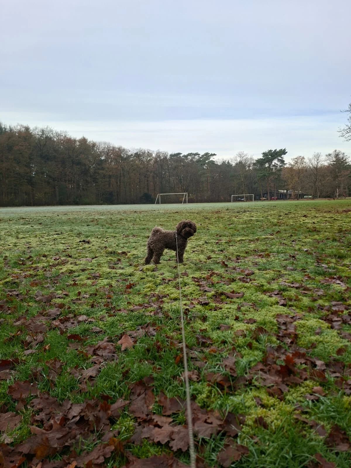 Boris, male mixed breed for adoption at Dierentehuis Zeist — photo 4 of 4