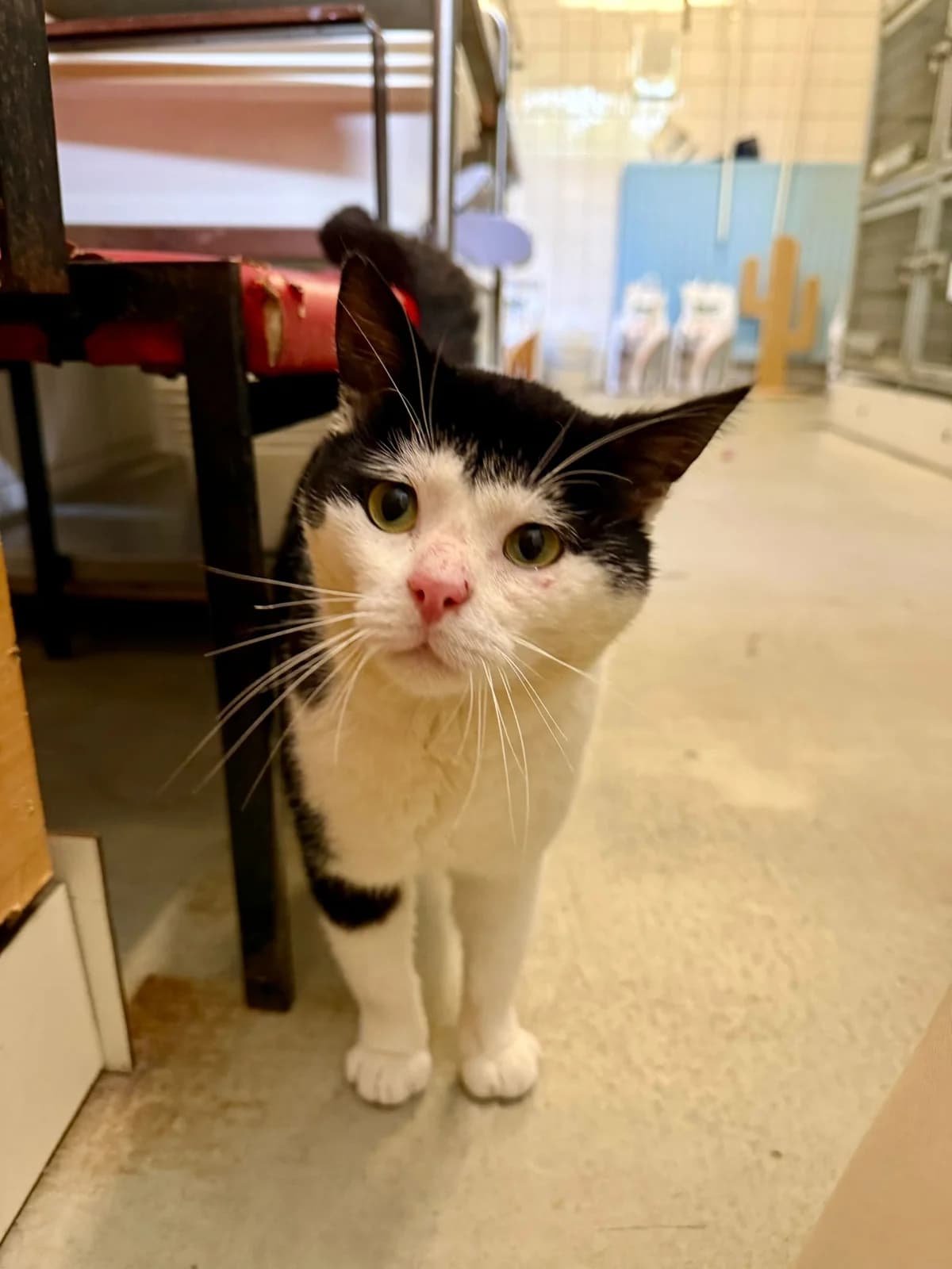 Daantje is geadopteerd, male 4yo European Shorthair for adoption at Dierentehuis Zeist, AA Austerlitz