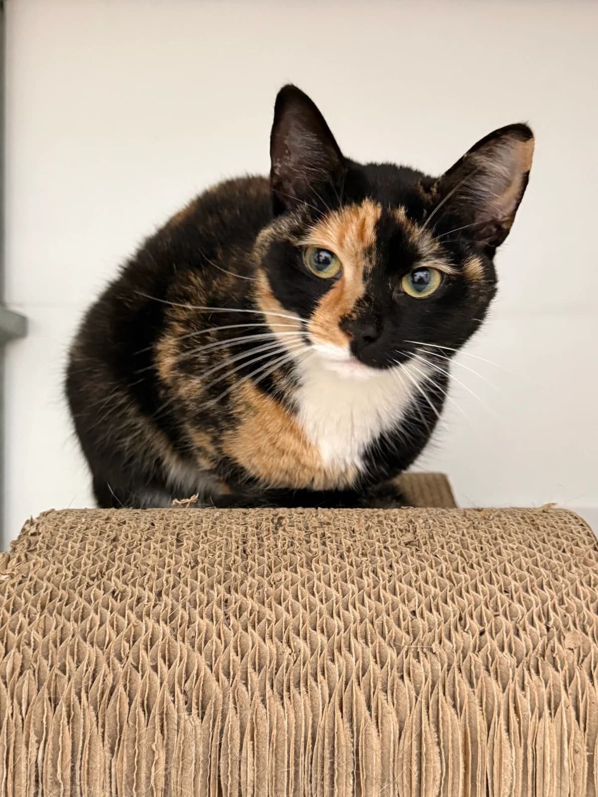 Diana, female European Shorthair for adoption at Dierentehuis Zeist, AA Austerlitz