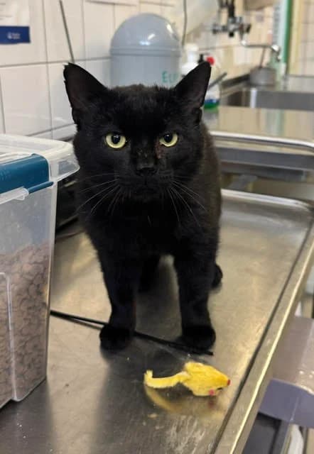 Donald, male 6yo European Shorthair for adoption at Dierentehuis Zeist, AA Austerlitz