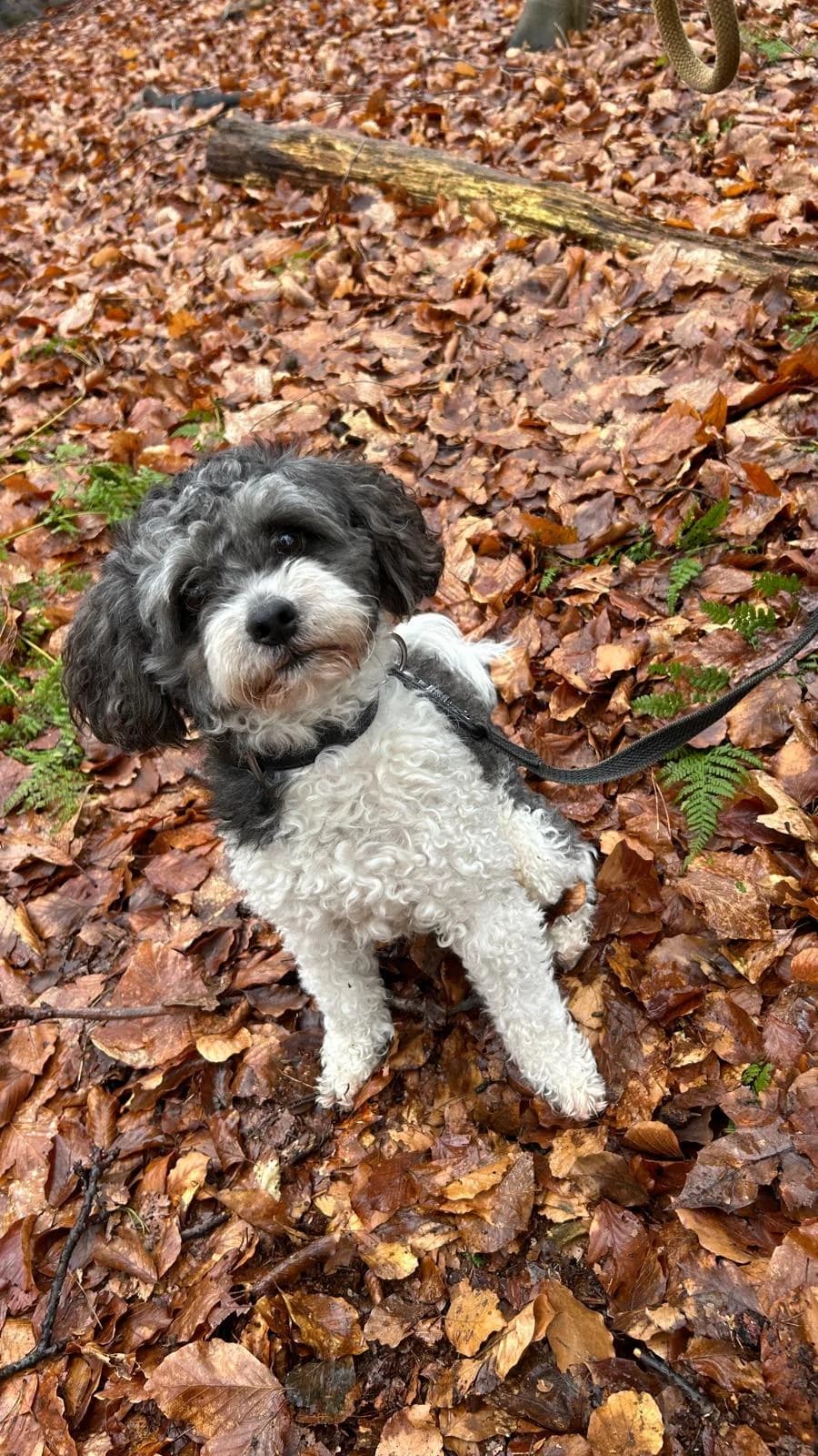Jip, male Shih Tzu for adoption at Dierentehuis Zeist
