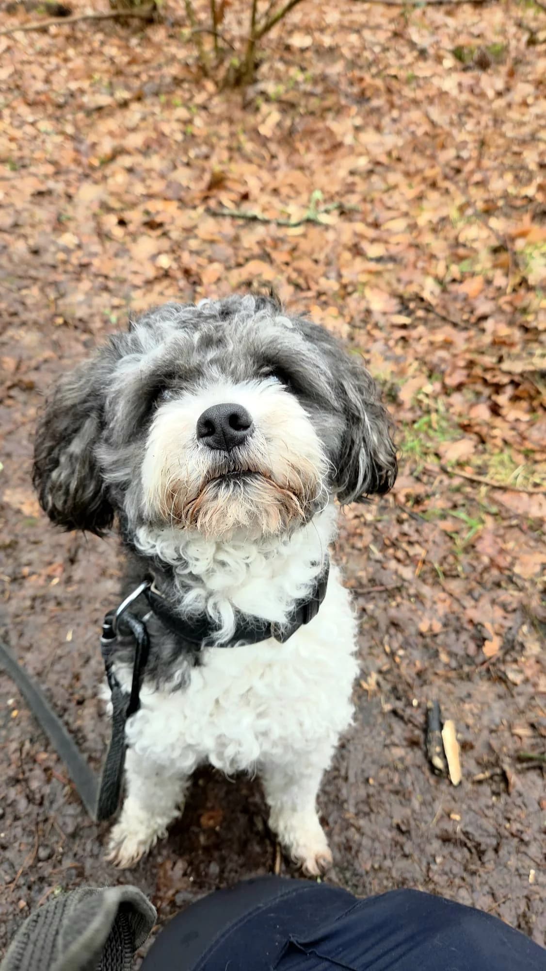 Jip, male Shih Tzu for adoption at Dierentehuis Zeist — photo 2 of 5