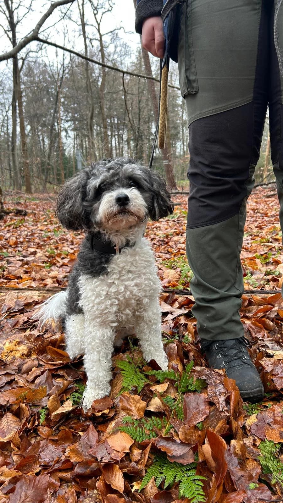 Jip, male Shih Tzu for adoption at Dierentehuis Zeist — photo 3 of 5