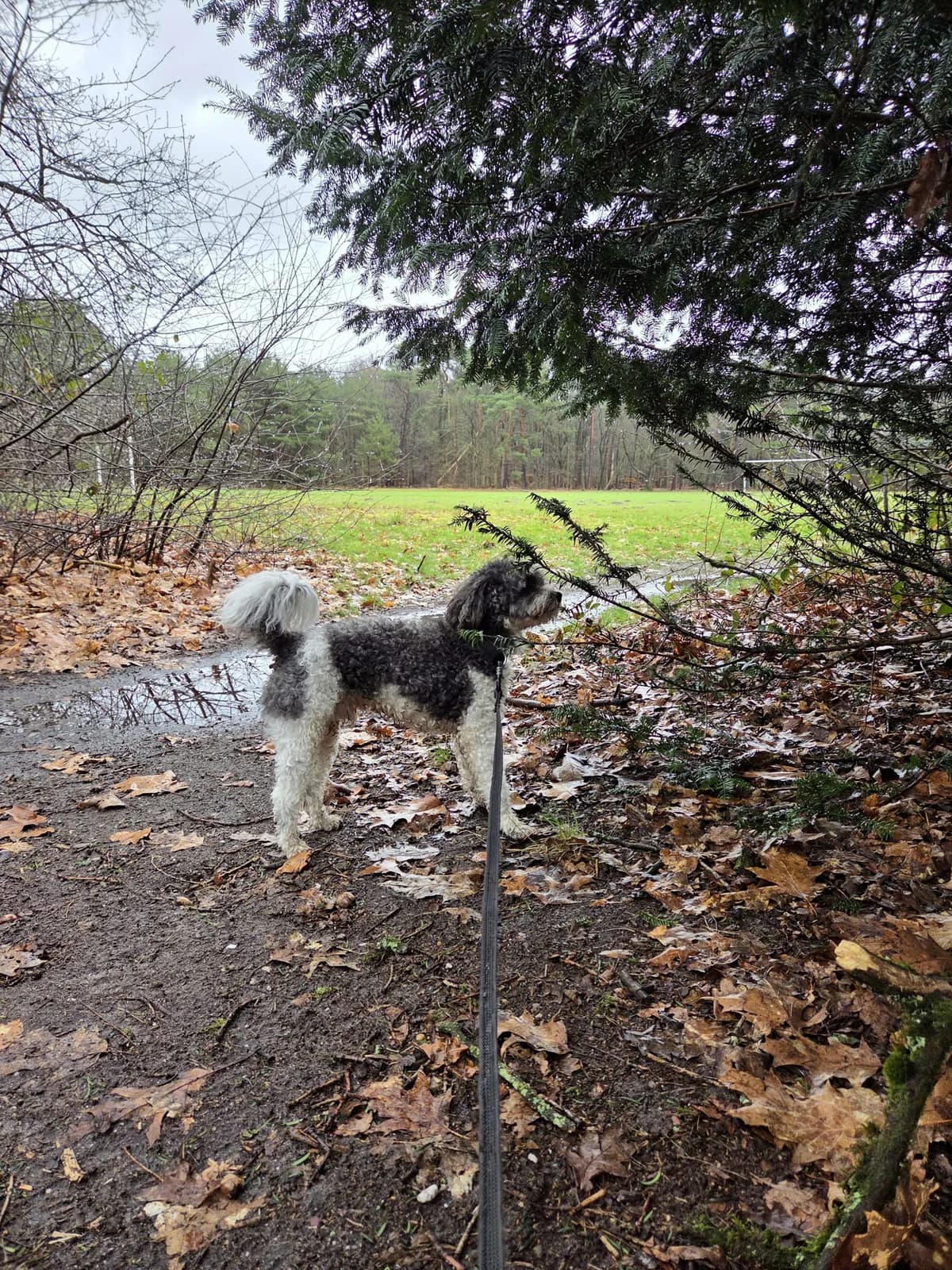 Jip, male Shih Tzu for adoption at Dierentehuis Zeist — photo 4 of 5