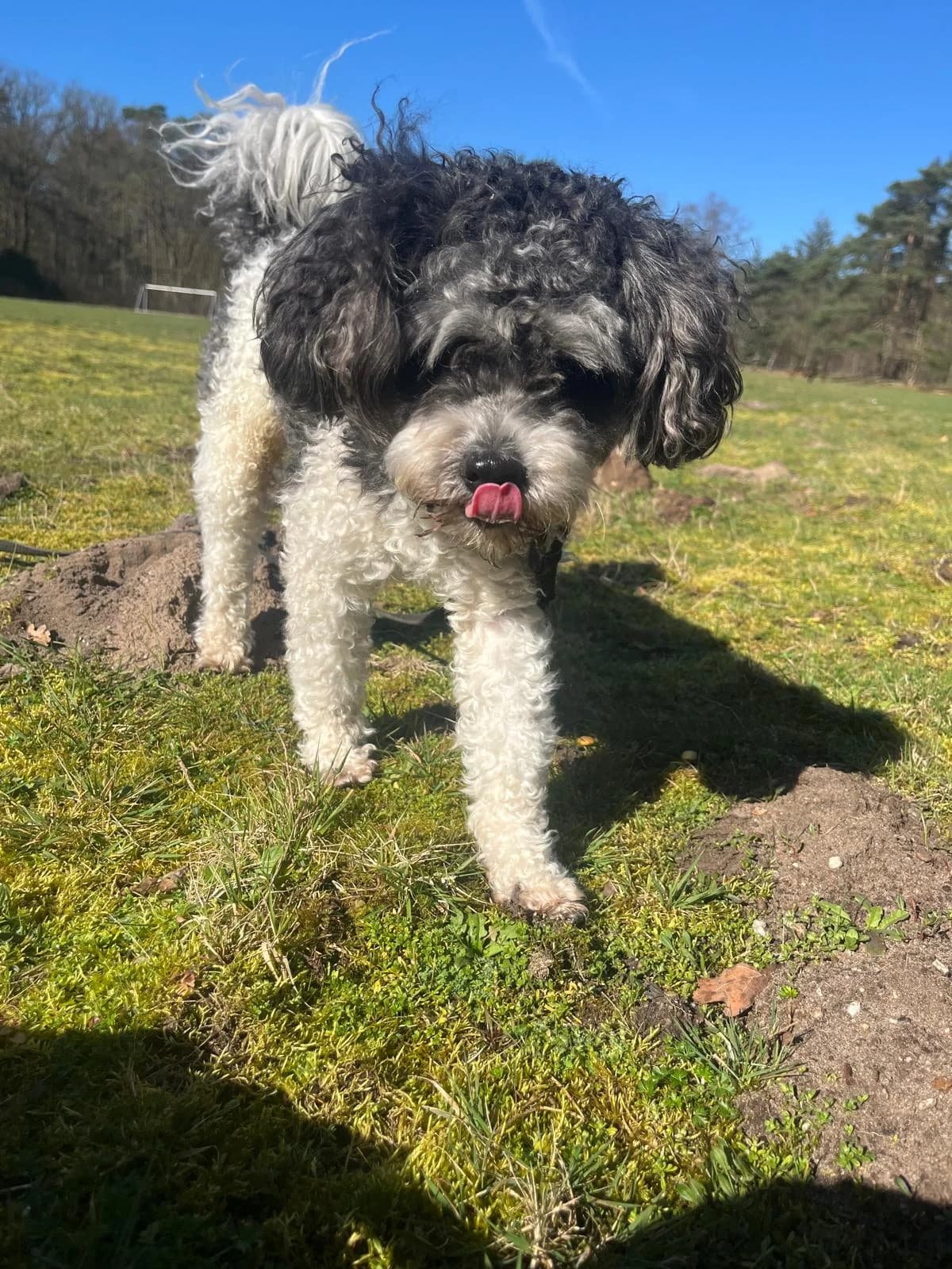 Jip, male Shih Tzu for adoption at Dierentehuis Zeist — photo 5 of 5