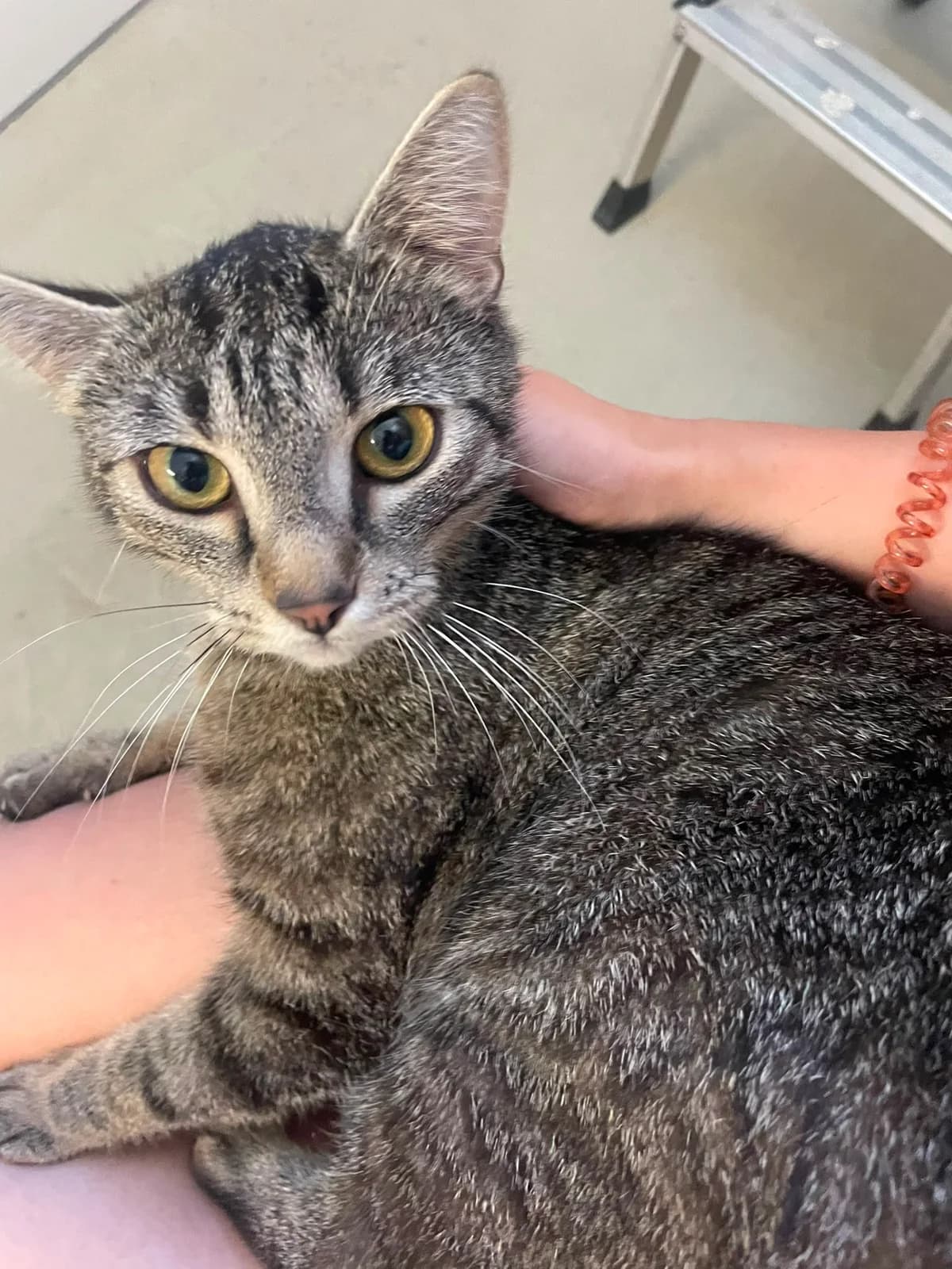 Jorien, female young European Shorthair for adoption at Dierentehuis Zeist, AA Austerlitz