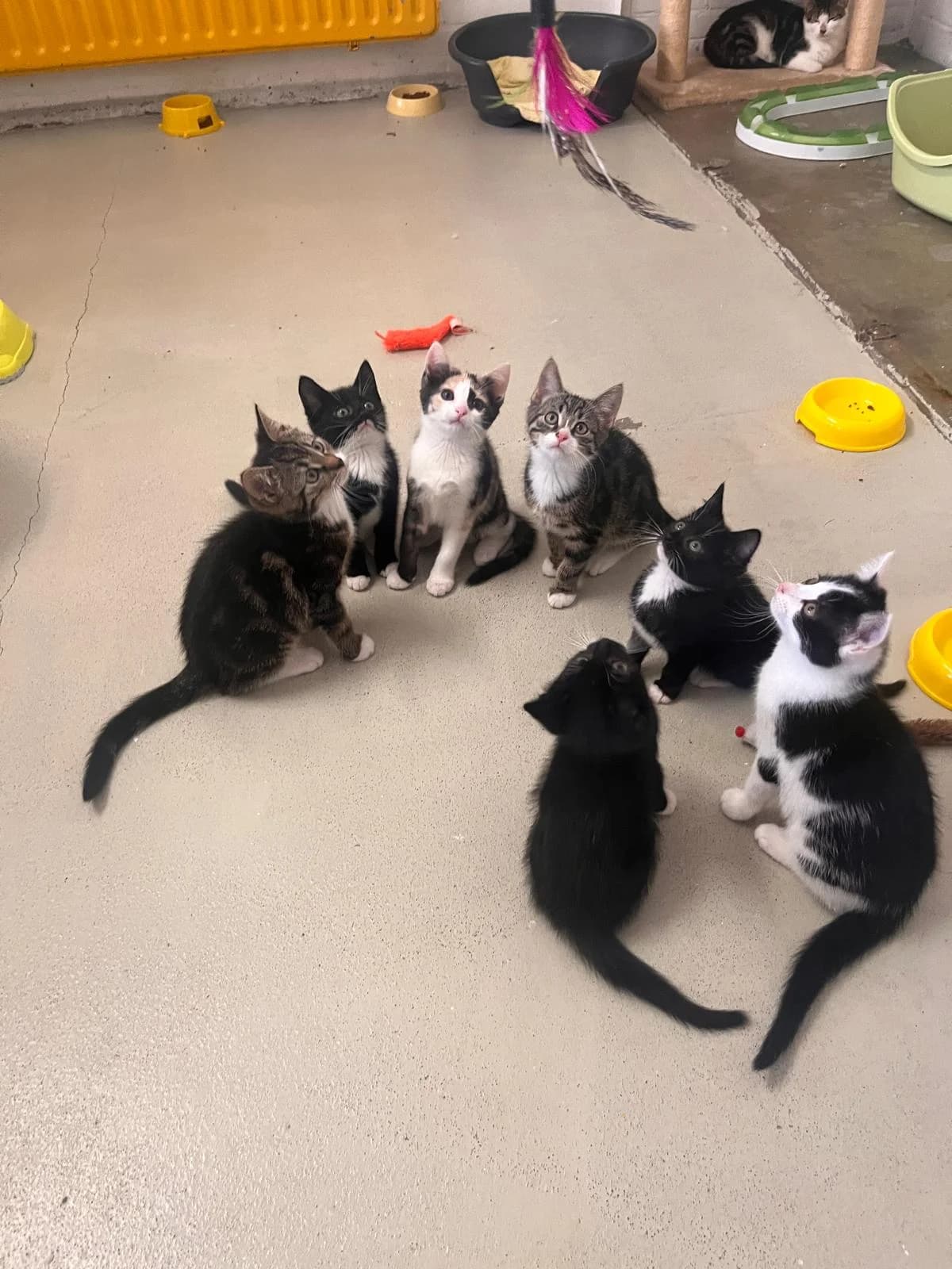 Kittens, female puppy European Shorthair for adoption at Dierentehuis Zeist, AA Austerlitz