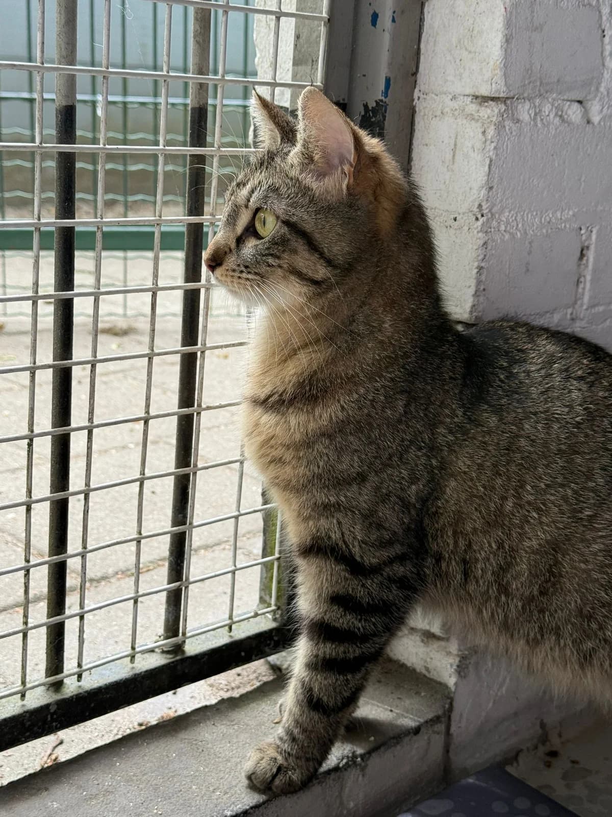 Lexi, female young European Shorthair for adoption at Dierentehuis Zeist, AA Austerlitz