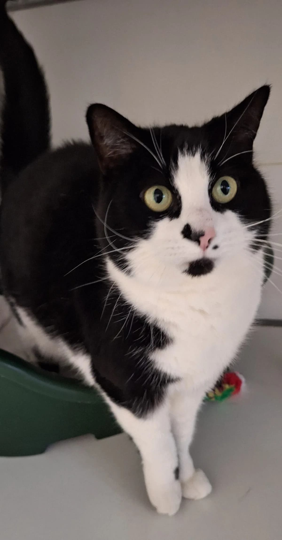 Lily, female senior European Shorthair for adoption at Dierentehuis Zeist, AA Austerlitz