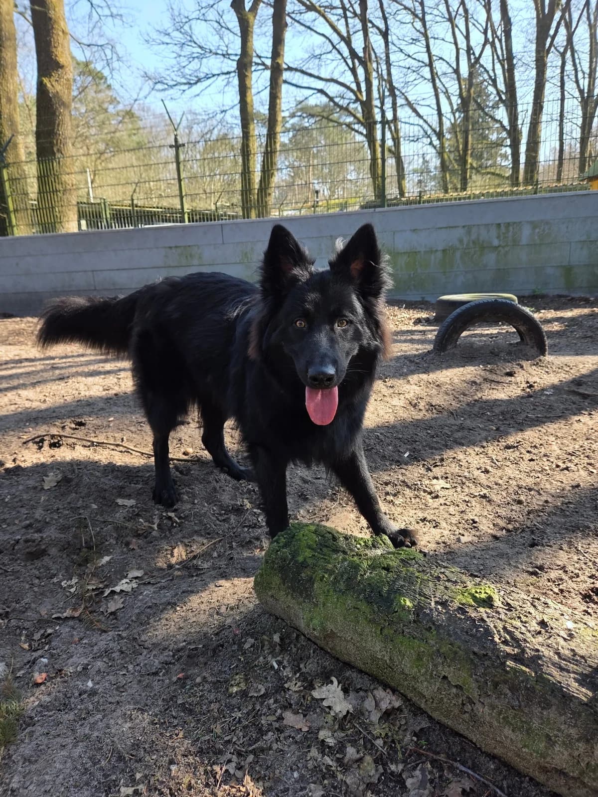 Lio, male mixed breed for adoption at Dierentehuis Zeist