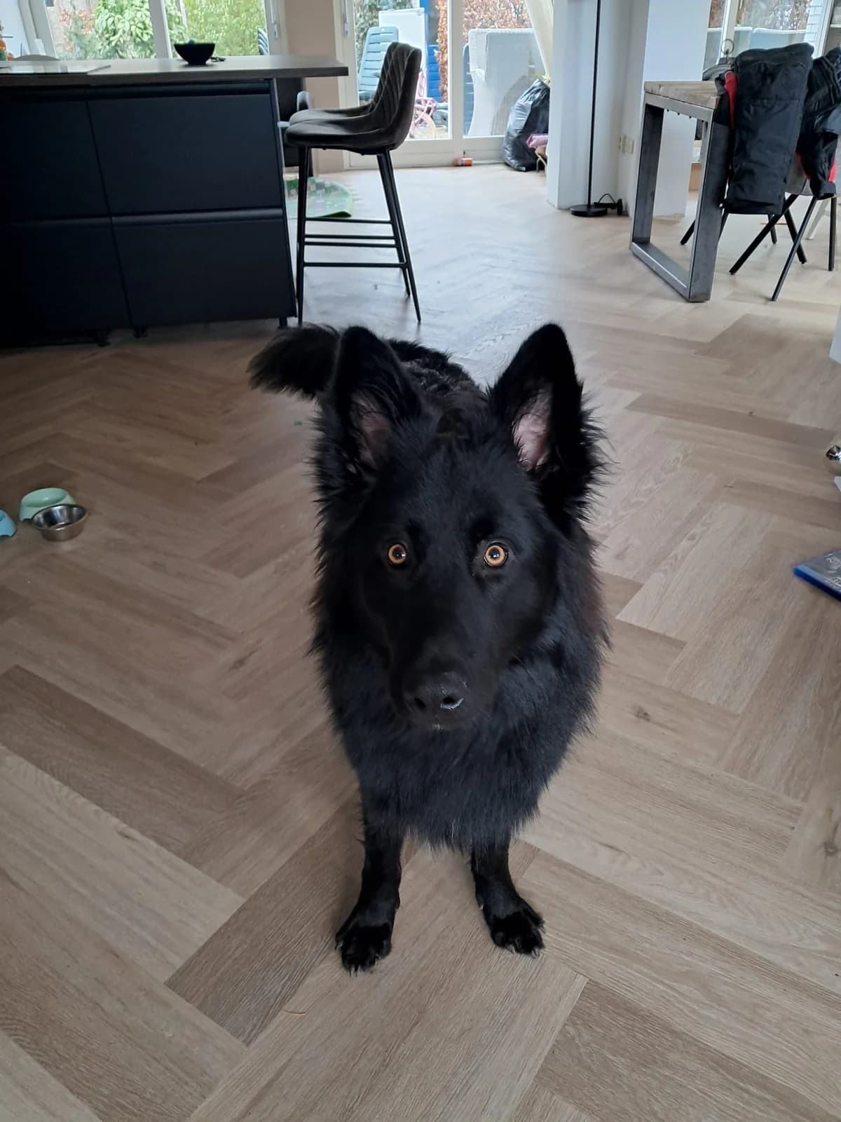 Lio, male mixed breed for adoption at Dierentehuis Zeist — photo 3 of 6