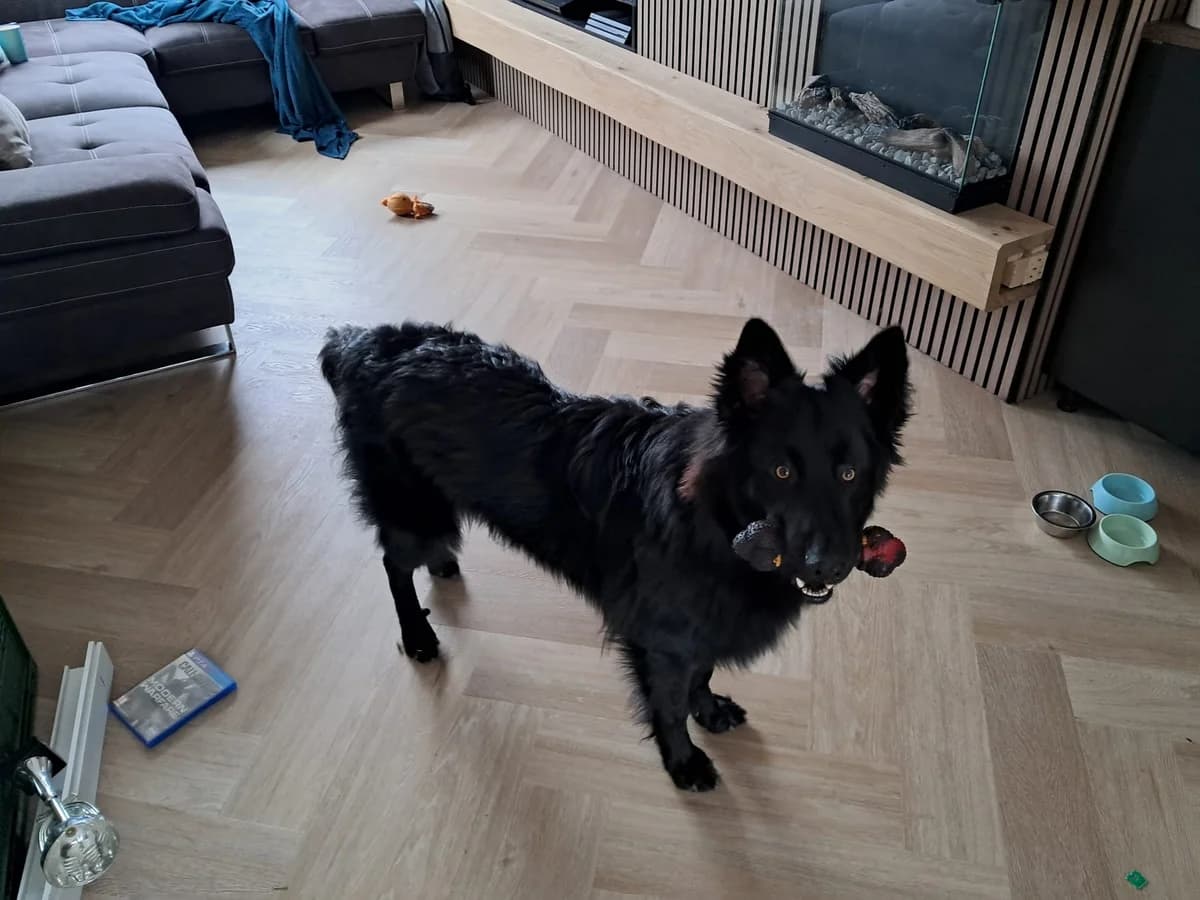 Lio, male mixed breed for adoption at Dierentehuis Zeist — photo 4 of 6