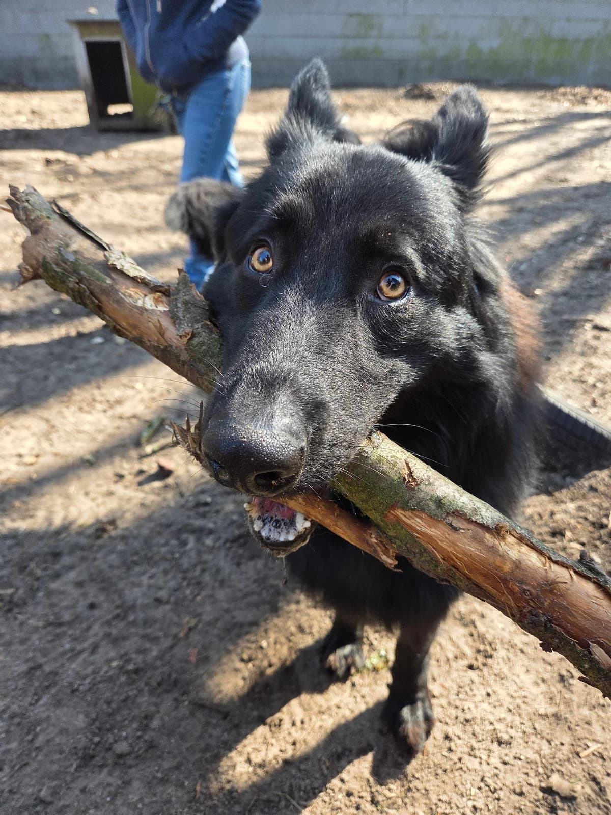 Lio, male mixed breed for adoption at Dierentehuis Zeist — photo 5 of 6