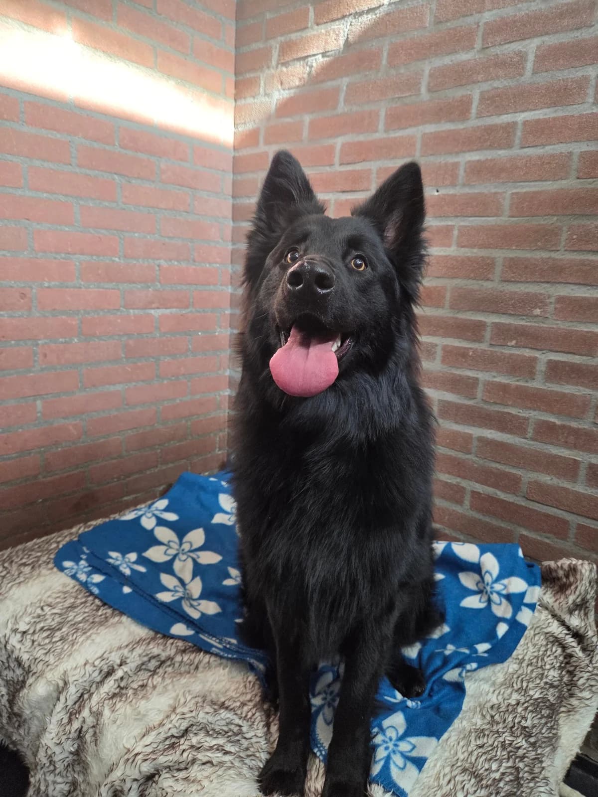 Lio, male mixed breed for adoption at Dierentehuis Zeist — photo 6 of 6