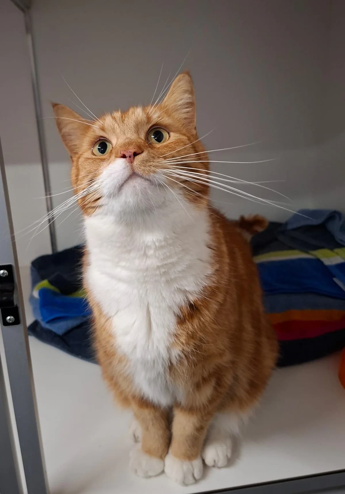 Loekie, male 4yo mixed breed for adoption at Dierentehuis Zeist, AA Austerlitz