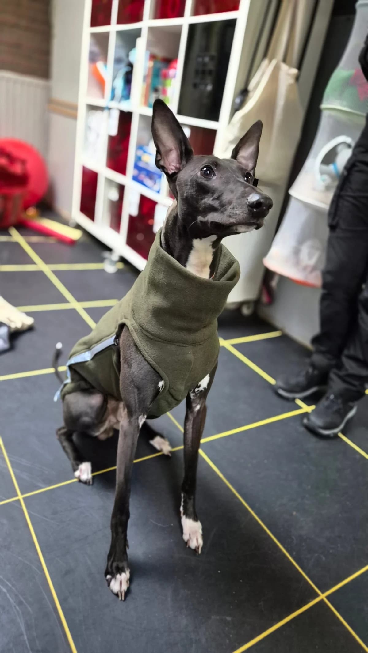 Magic, goud male young Greyhound for adoption at Dierentehuis Zeist, AA Austerlitz