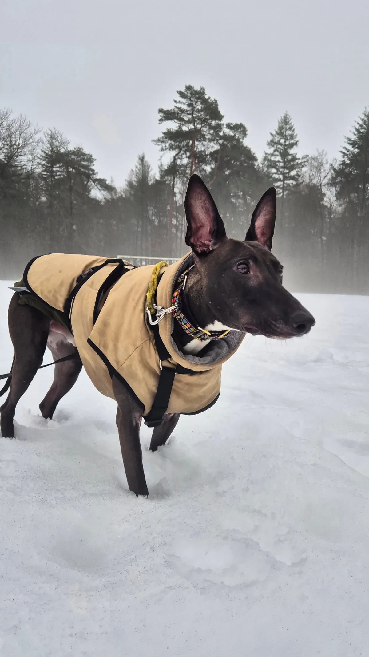 Magic, male Greyhound for adoption at Dierentehuis Zeist — photo 3 of 5