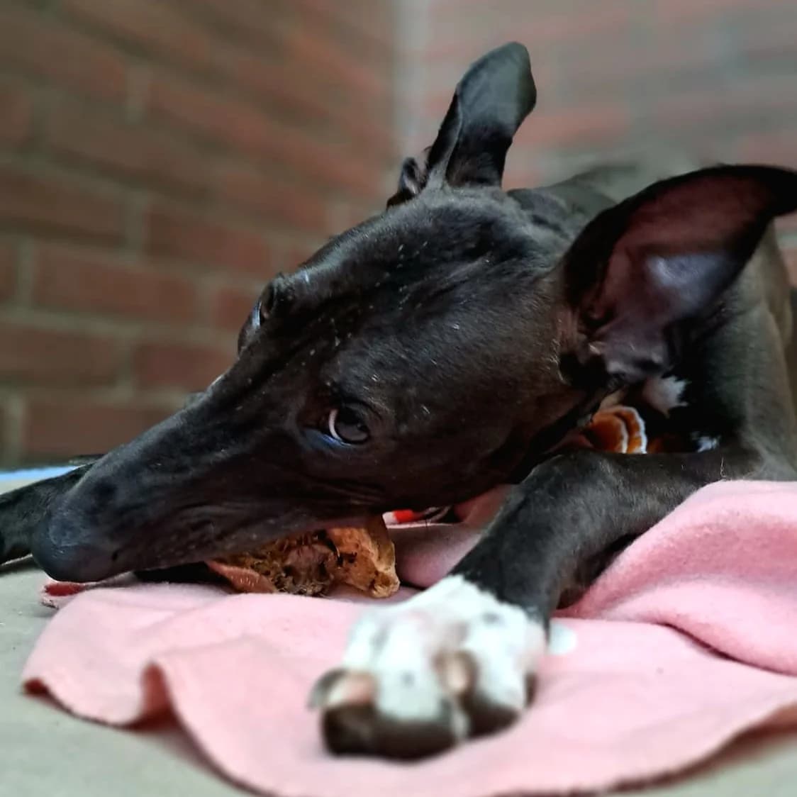 Magic, male Greyhound for adoption at Dierentehuis Zeist — photo 4 of 5