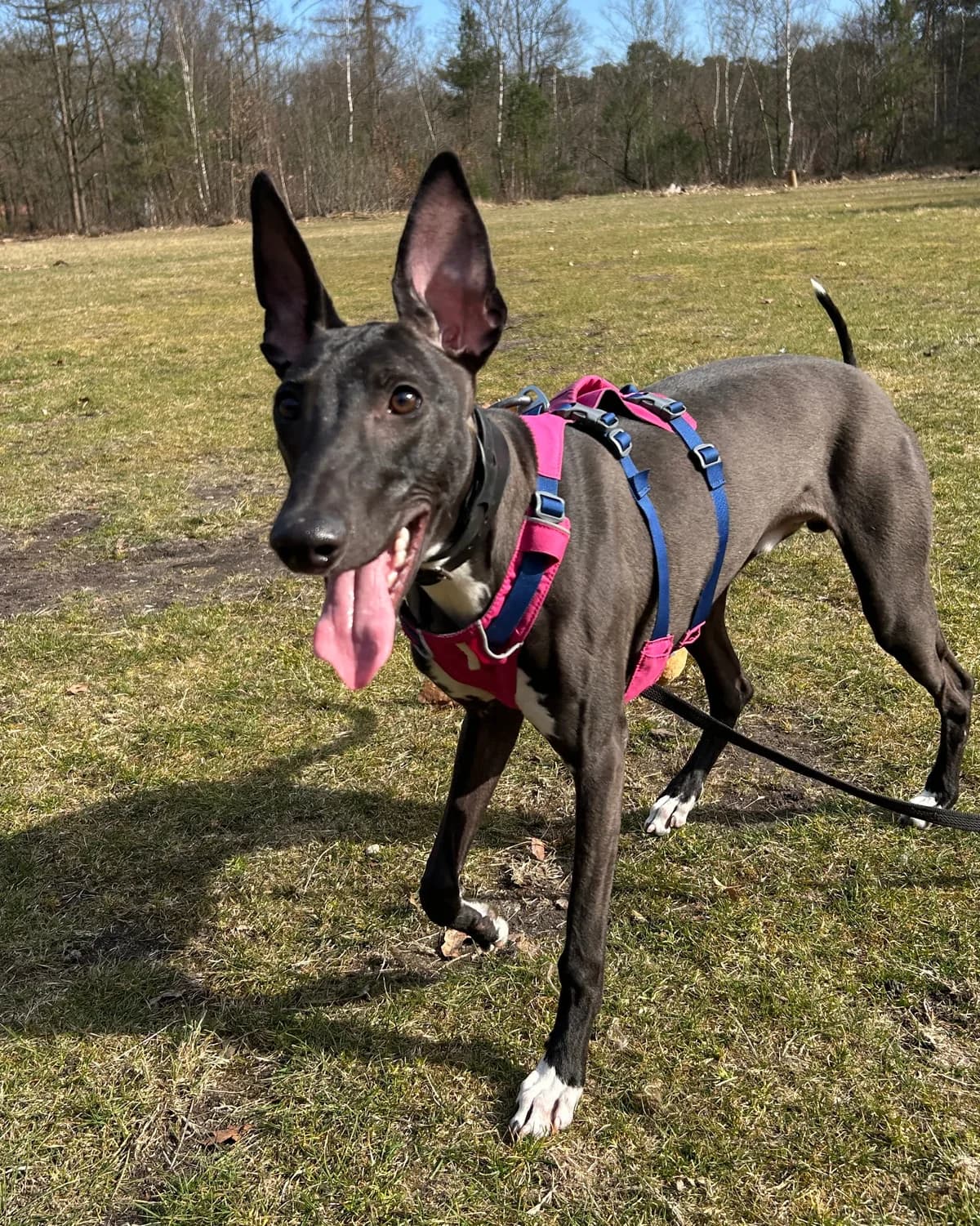 Magic, male Greyhound for adoption at Dierentehuis Zeist — photo 5 of 5
