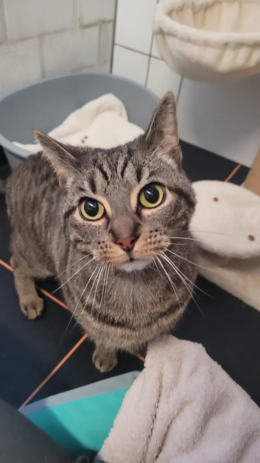 Max, male European Shorthair for adoption at Dierentehuis Zeist
