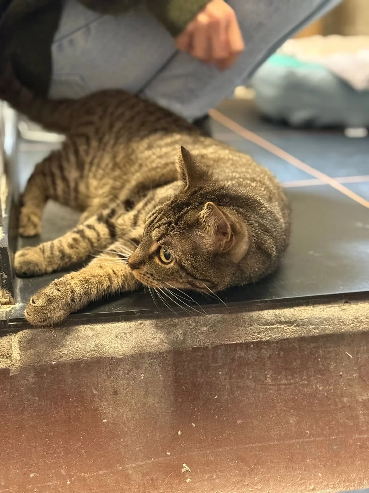 Max, male European Shorthair for adoption at Dierentehuis Zeist — photo 2 of 3