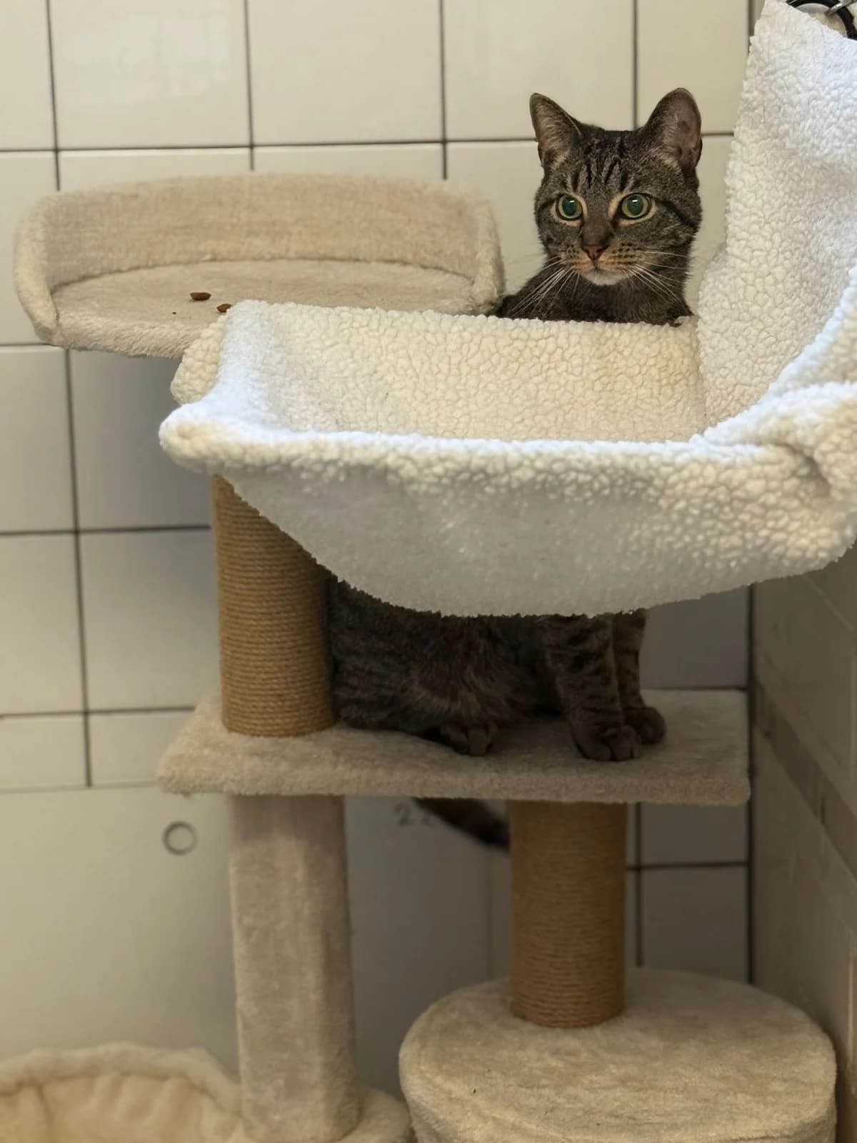 Max, male European Shorthair for adoption at Dierentehuis Zeist — photo 3 of 3