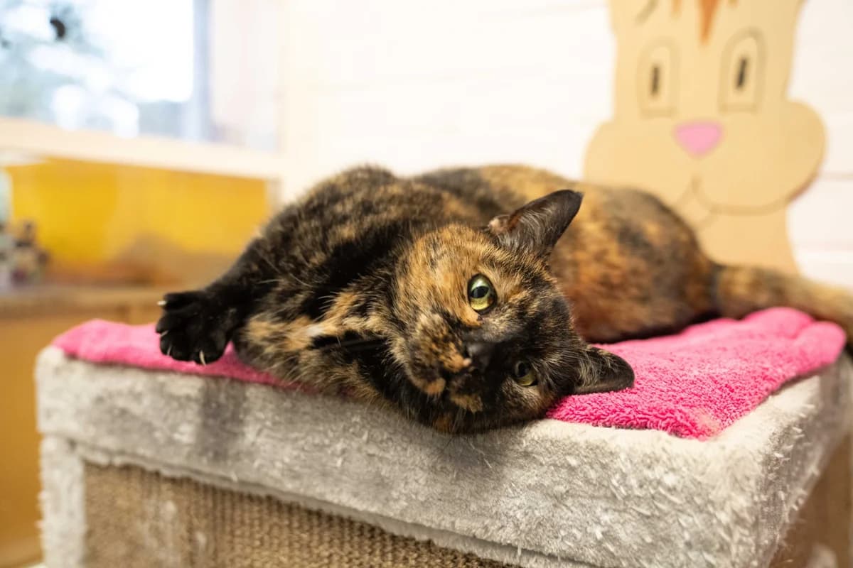 Mila, female senior European Shorthair for adoption at Dierentehuis Zeist, AA Austerlitz