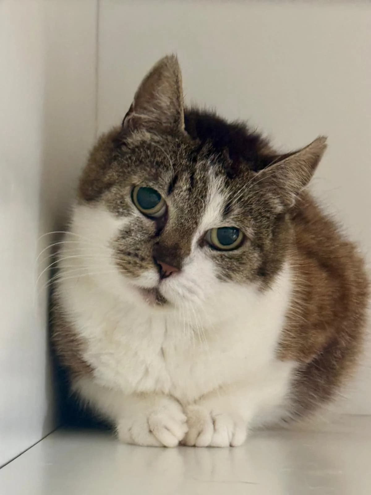 Myrthe, female 3yo European Shorthair for adoption at Dierentehuis Zeist, AA Austerlitz