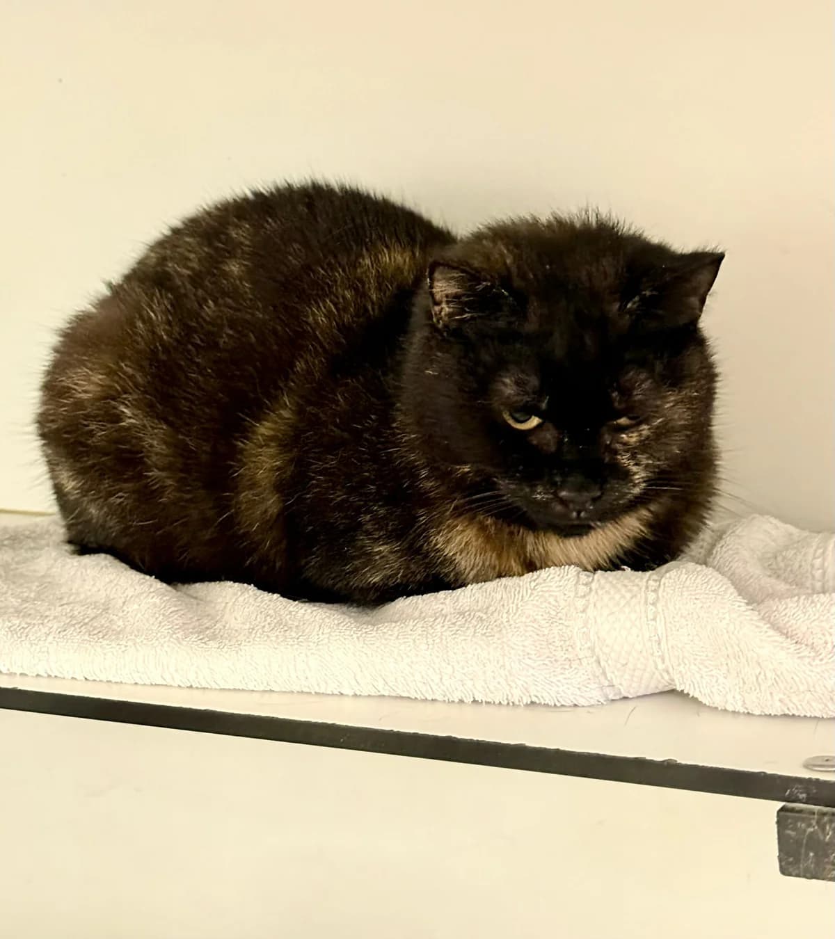 Nadine, female young European Shorthair for adoption at Dierentehuis Zeist, AA Austerlitz